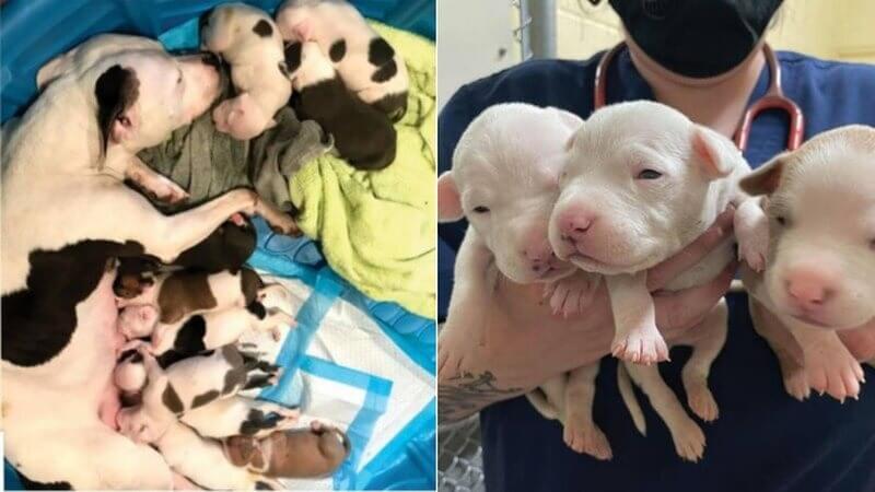Família de pit bulls
