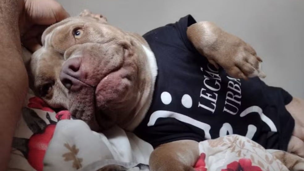 Segundo relatos da família, a cadela, chamada Kira, havia acabado de ir ao quintal durante a invasão em Itupeva, quando atiraram contra ela Segundo relatos da família, a cadela, chamada Kira, havia acabado de ir ao quintal durante a invasão em Itupeva, quando atiraram contra ela