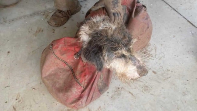 Cachorro resgatado de caverna