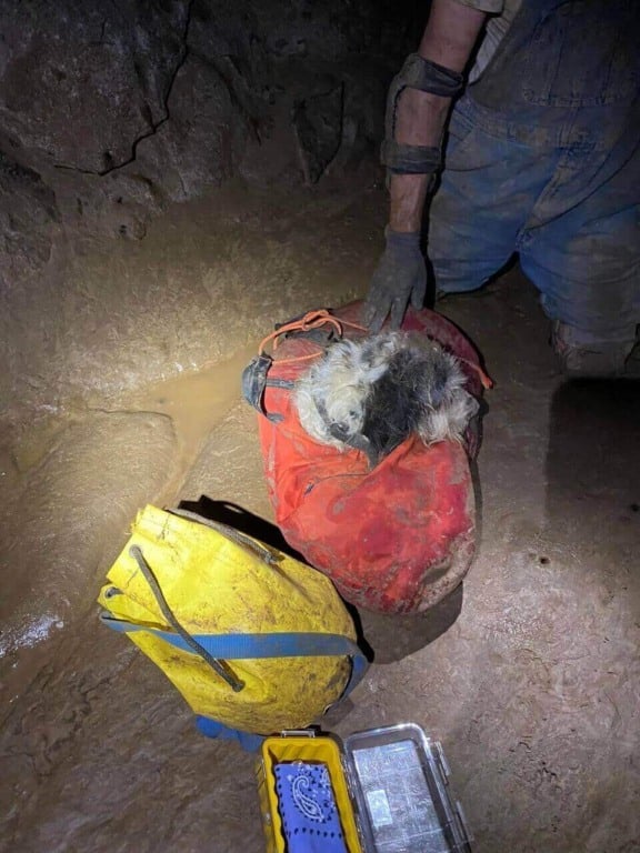Cachorro resgatado de caverna