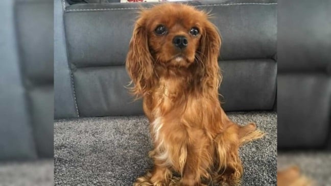 Cachorro com olhos marejados