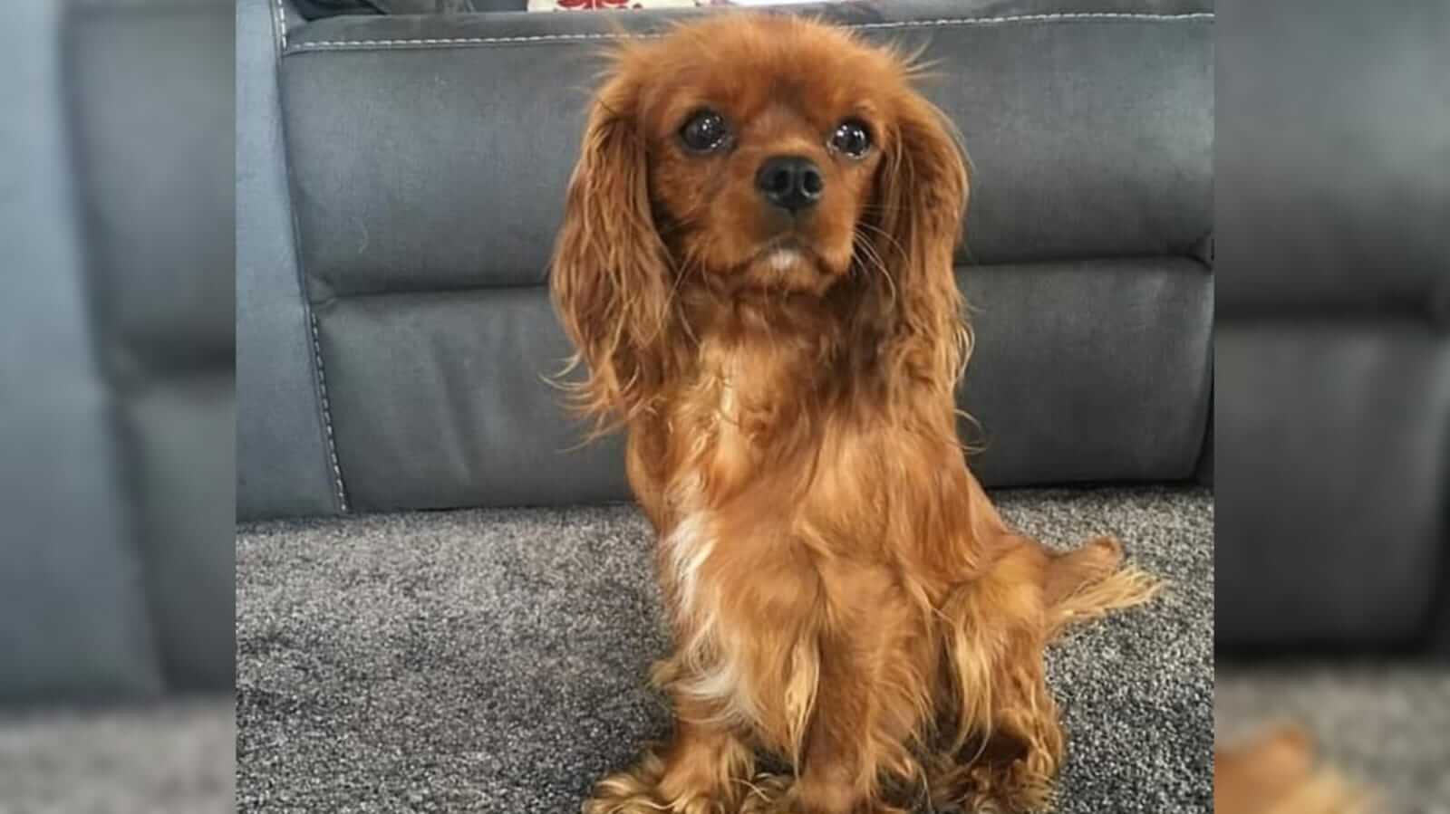 Cachorro com olhos marejados