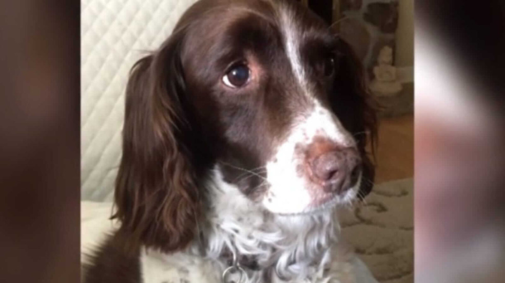 Cadela salva vida do dono