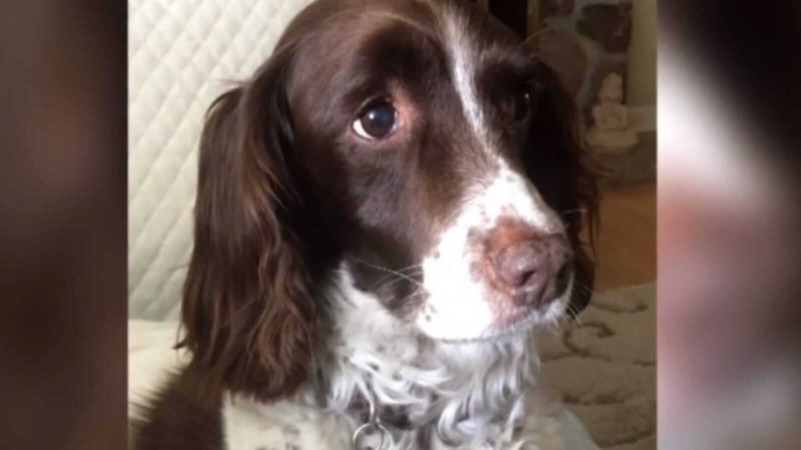 Cadela salva vida do dono