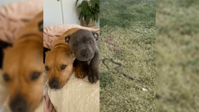 Cadela enfrenta cobra para salvar irmão canino