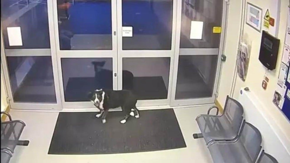 (Foto: Leicestershire Police/Reprodução de vídeo)