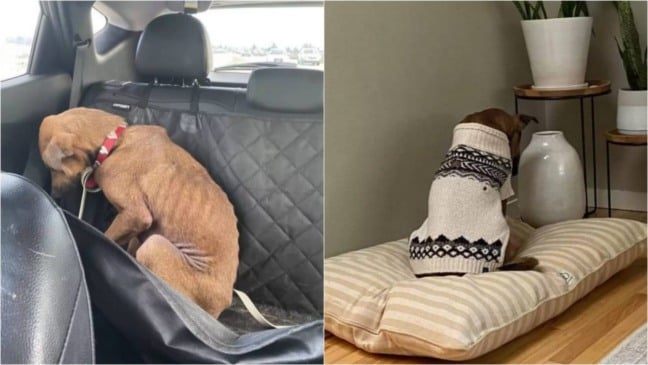 Foto: Reprodução/Chelsea Elizabeth Cossairt