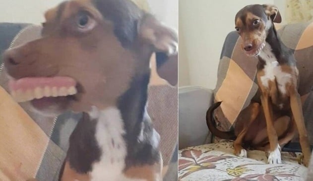 Cadela ‘rouba’ dentadura e foto viraliza na internet