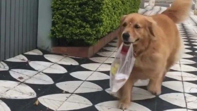 (Foto: Reprodução/portaldoanimal