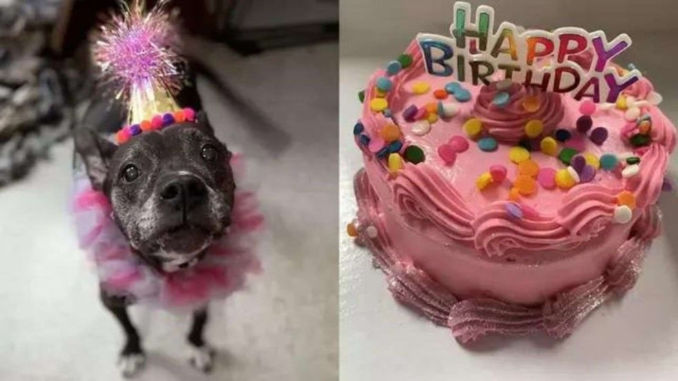 (Foto: Reprodução/Spartanburg Humane Society)