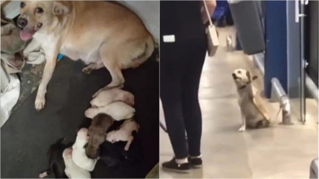 Cachorra com filhotes