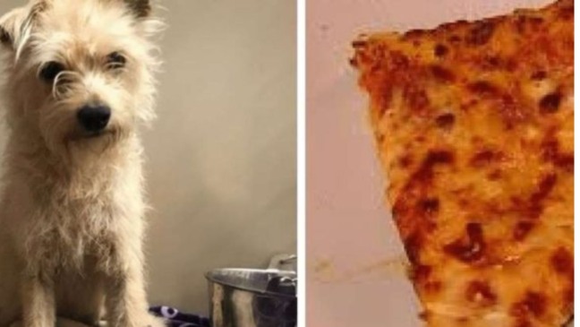 (Foto: Reprodução/portalamigocao)