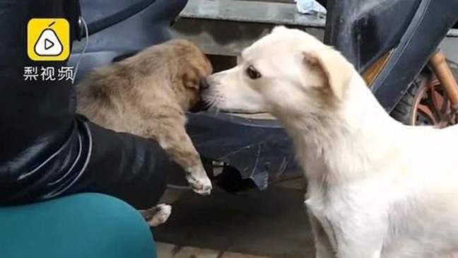 (Foto: Reprodução/portaldoanimal)