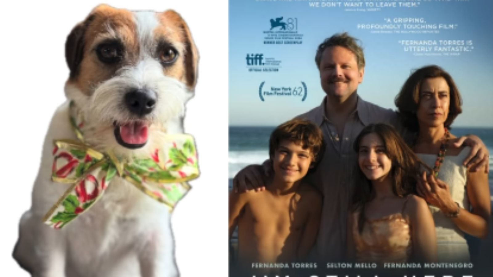 Cães de Ainda Estou Aqui são premiados em Oscar dos Cachorros