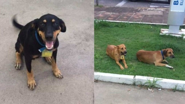 (Foto: Reprodução/portaldoanimal)