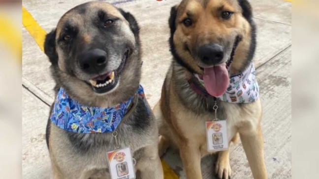 Cães com bandana e crachá de restaurante