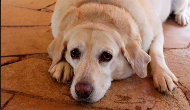 “Cães obesos vivem menos”, diz especialista