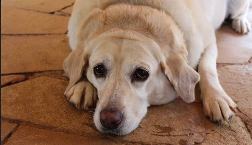 “Cães obesos vivem menos”, diz especialista