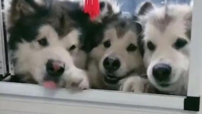 (Foto: Reprodução/Vídeo Twitter @TheWoofWorld)