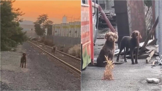 Cachorros abandonados em linha de trem