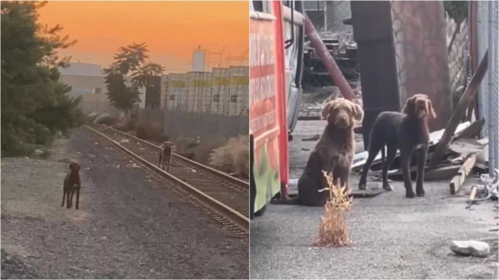 Cachorros abandonados em linha de trem