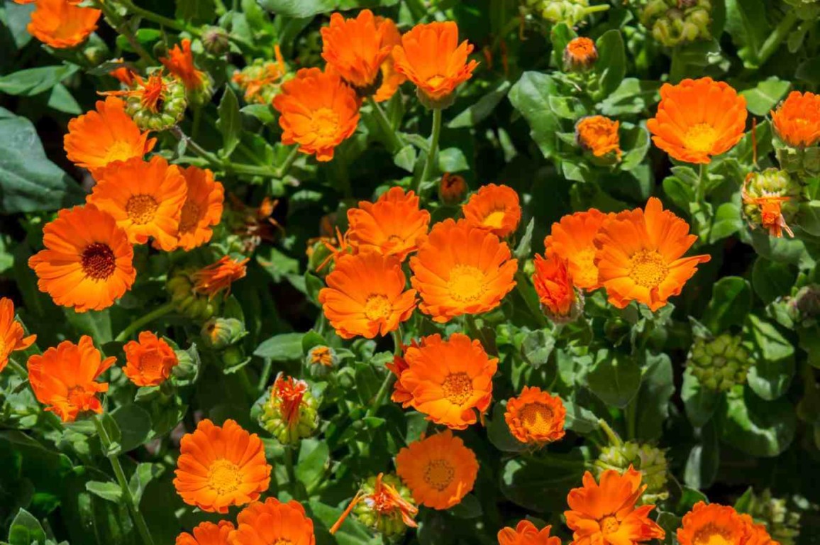 Plantas repelentes: uma solução natural para manter os pernilongos longe