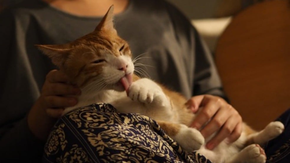 Gato em colo de mulher