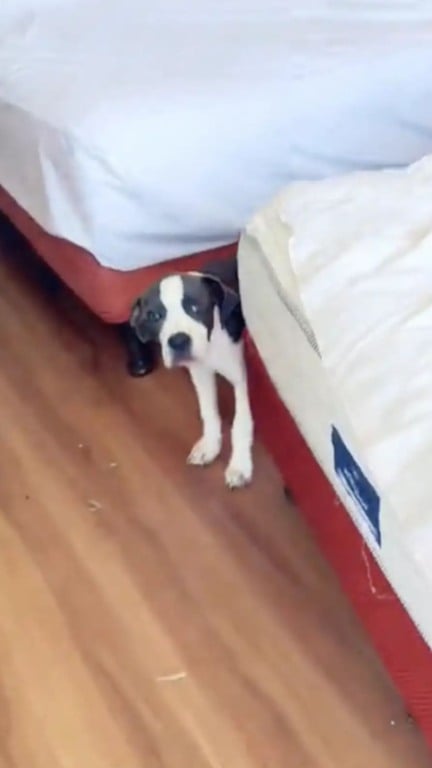 Camareira encontra filhote de cachorro abandonado em quarto de hotel