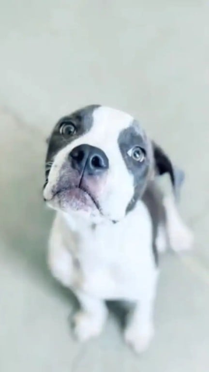 Camareira encontra filhote de cachorro abandonado em quarto de hotel