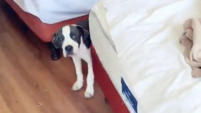 Camareira encontra filhote de cachorro abandonado em quarto de hotel