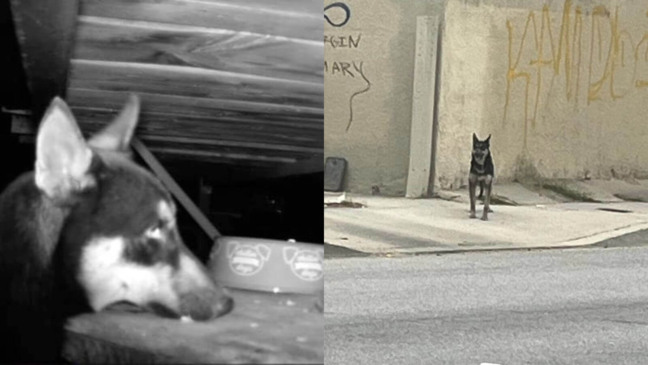 Foto: Suzette Hall/The Dodo