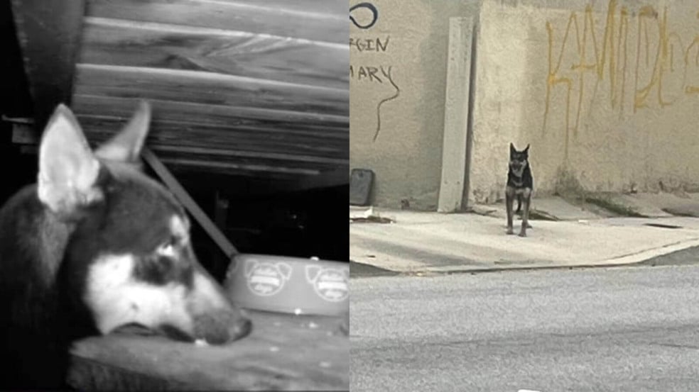 Foto: Suzette Hall/The Dodo