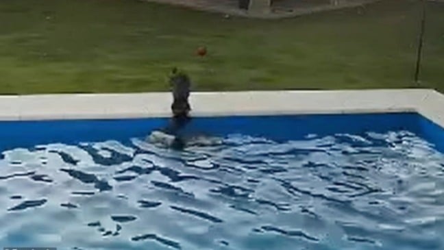 Foto: Julieta Firpo/The Dodo