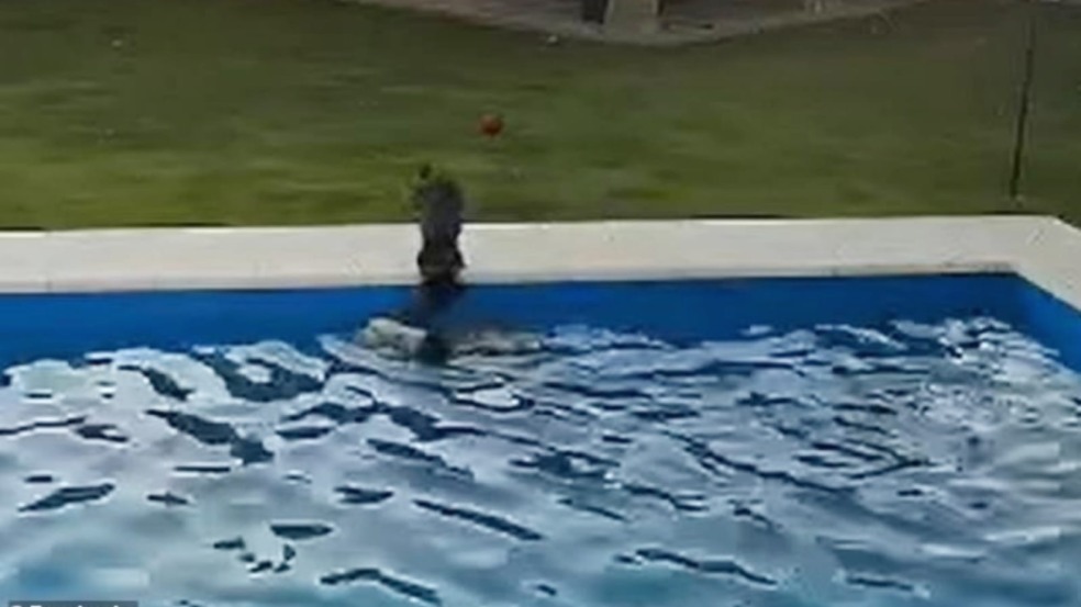 Foto: Julieta Firpo/The Dodo