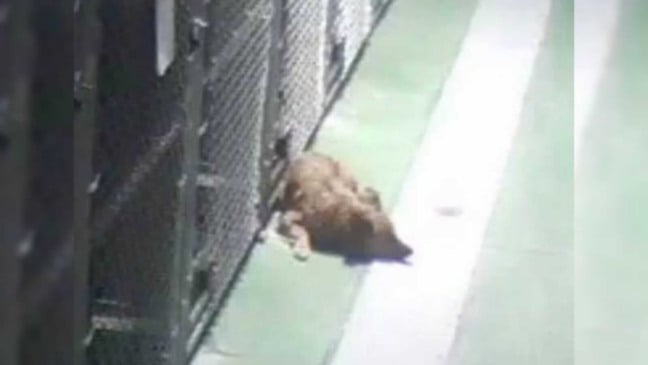 Cachorro deitado do lado de fora de canil