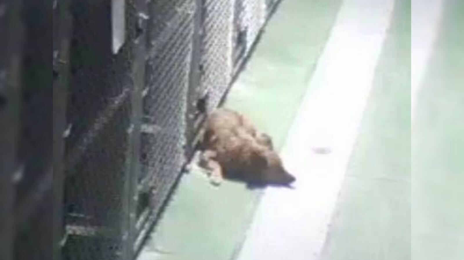 Cachorro deitado do lado de fora de canil