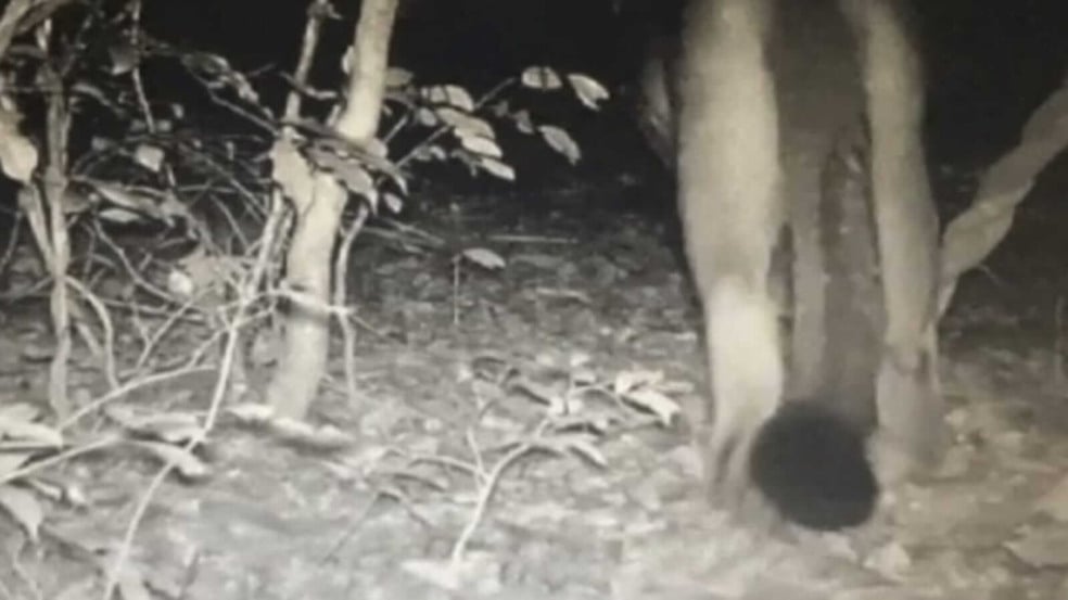 Imagem de câmera de segurança mostrando patas traseiras de onça