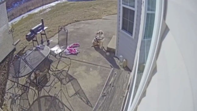 Cachorro pit bull em câmera de segurança