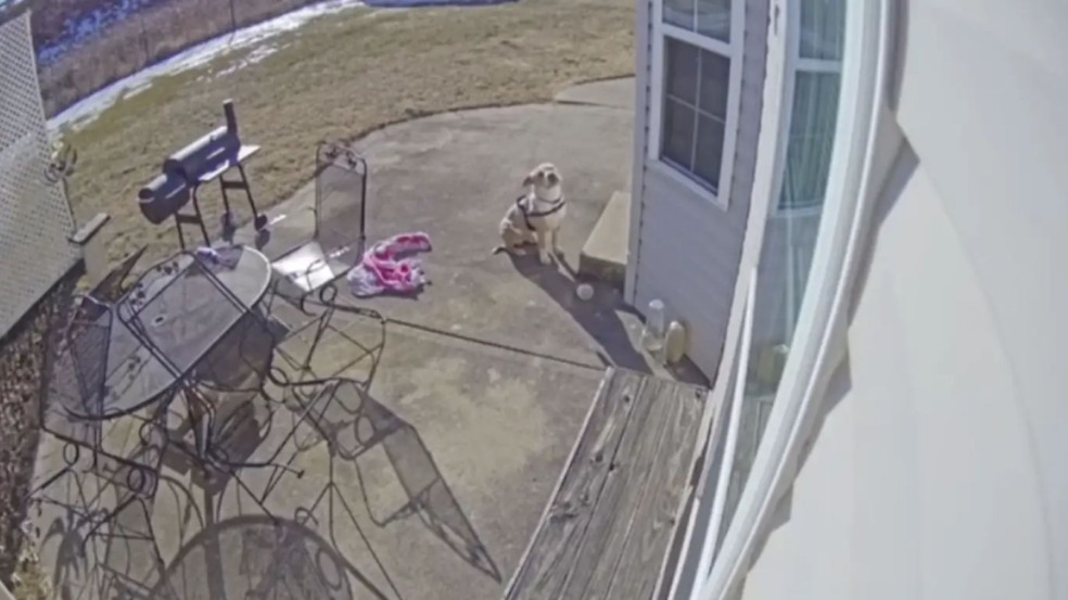 Cachorro pit bull em câmera de segurança