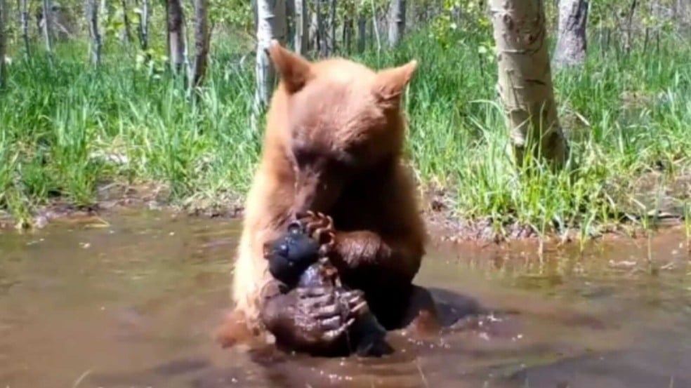 Urso brincando na água