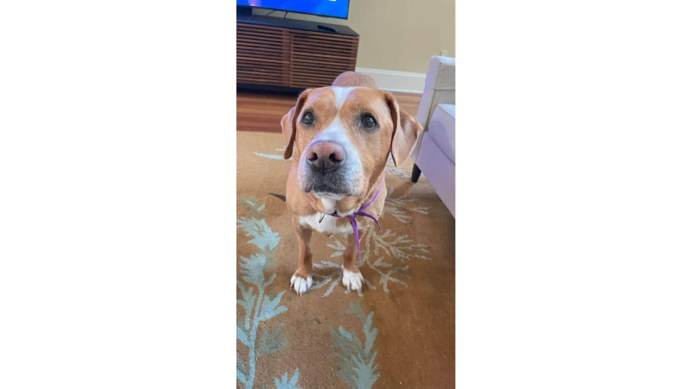 Cachorro branco e marrom