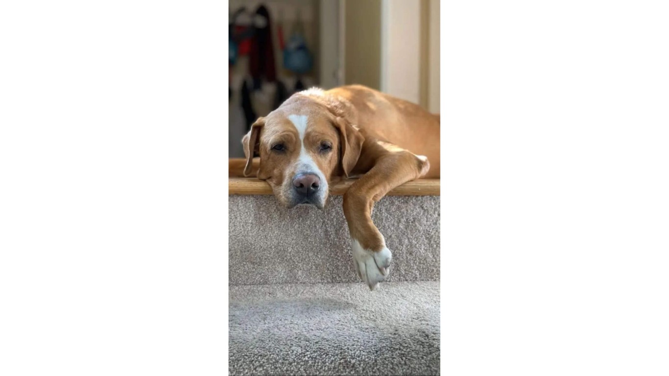 Cachorro branco e marrom