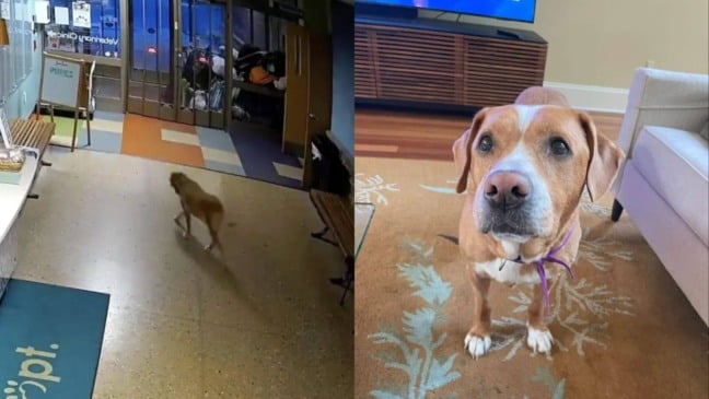 Cachorro branco e marrom fugindo de abrigo