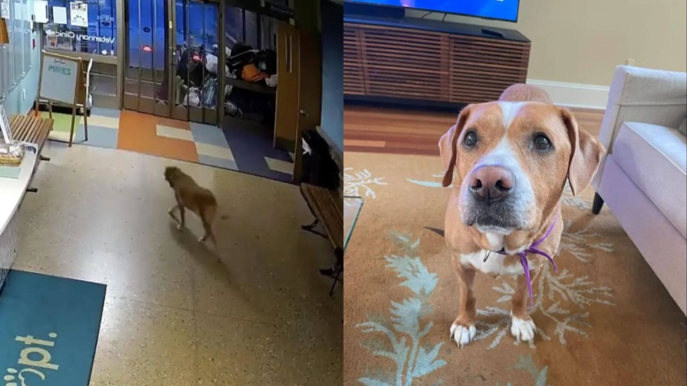 Cachorro branco e marrom fugindo de abrigo