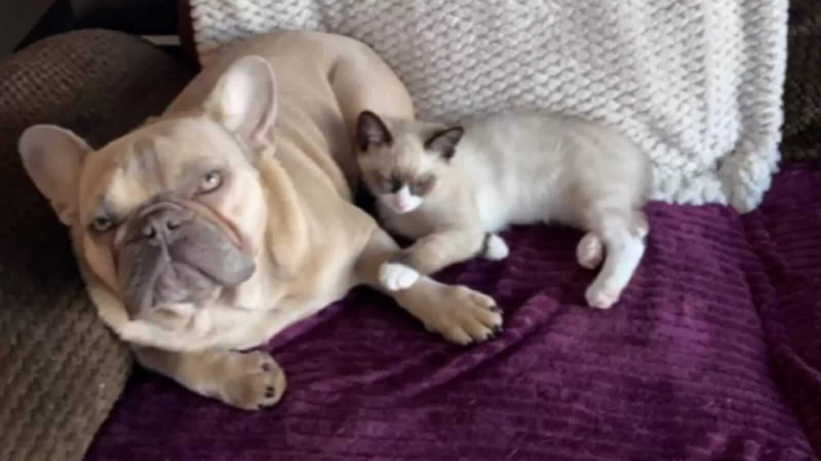 Cachorro e gato deitados em sofá