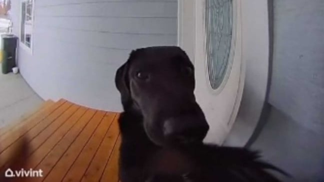 Cachorro tocando campainha