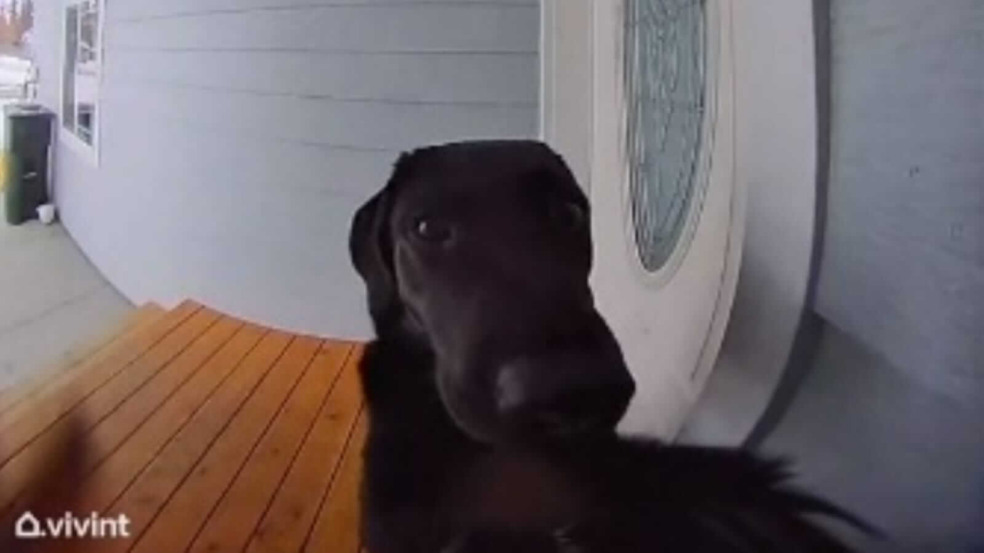 Cachorro tocando campainha