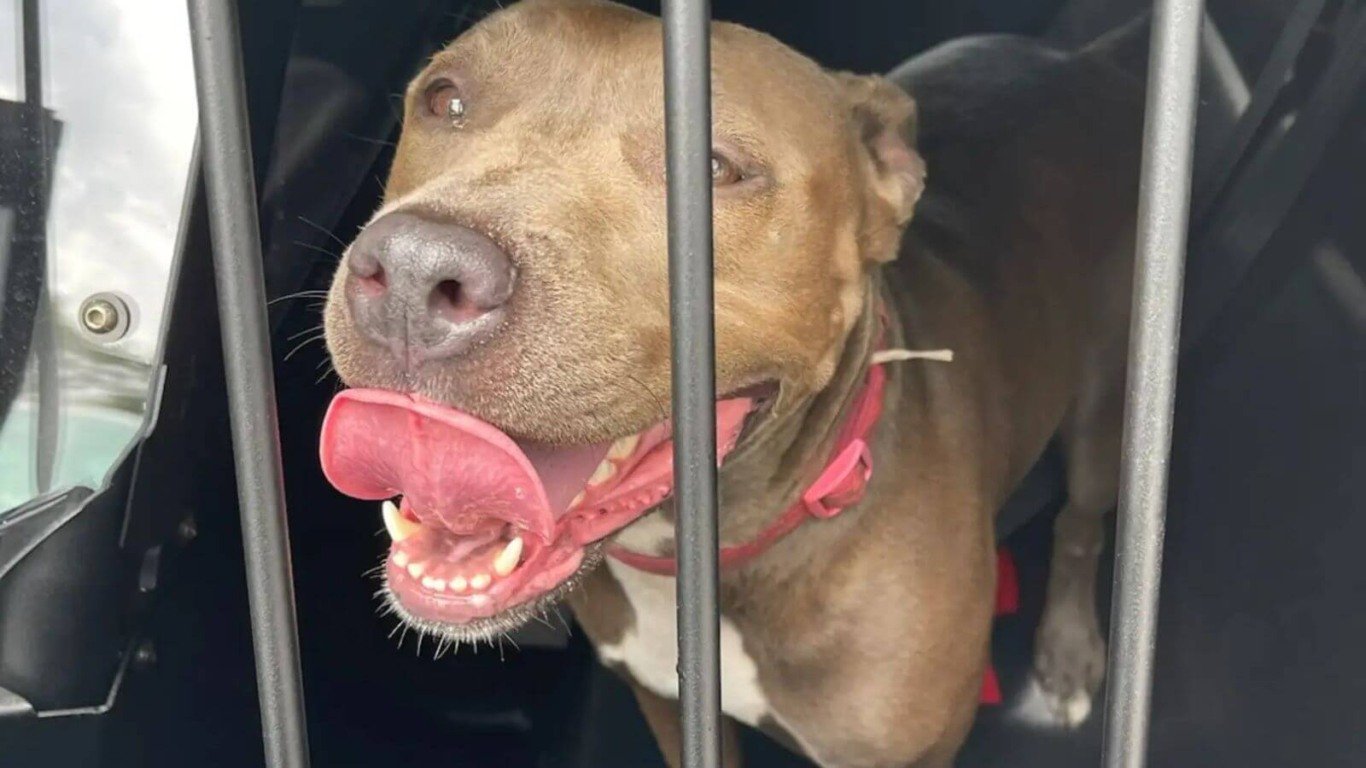 Cachorro é resgatado de carro quente