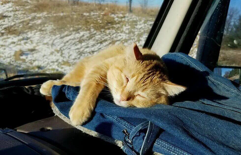 Gato deitado em painel de caminhão