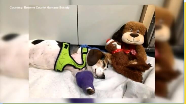 Cachorro deitado com pata engessada